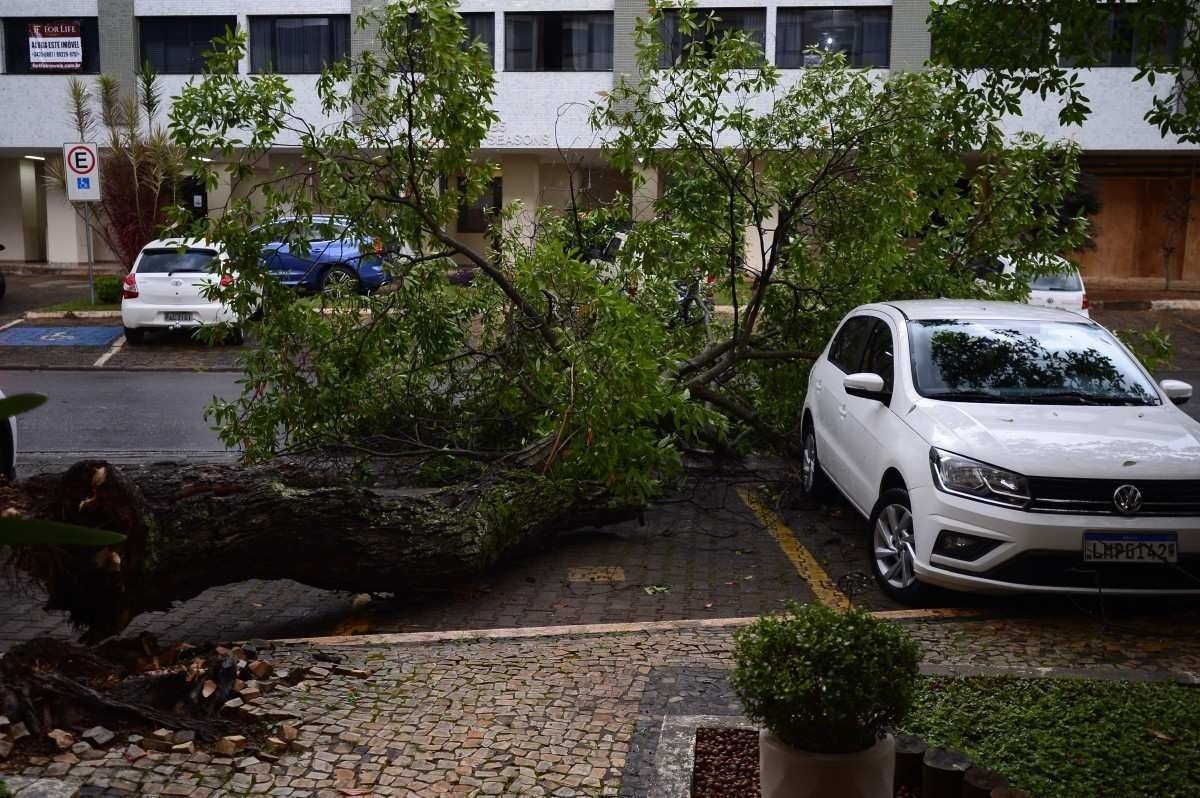  22/02/2022 Crédito: Marcelo Ferreira/CB/D.A Press. Brasil. Brasilia - DF -  Chuva em Brasília. Árvore caiu entre os carros no Sudoeste QS 02 Bloco 4