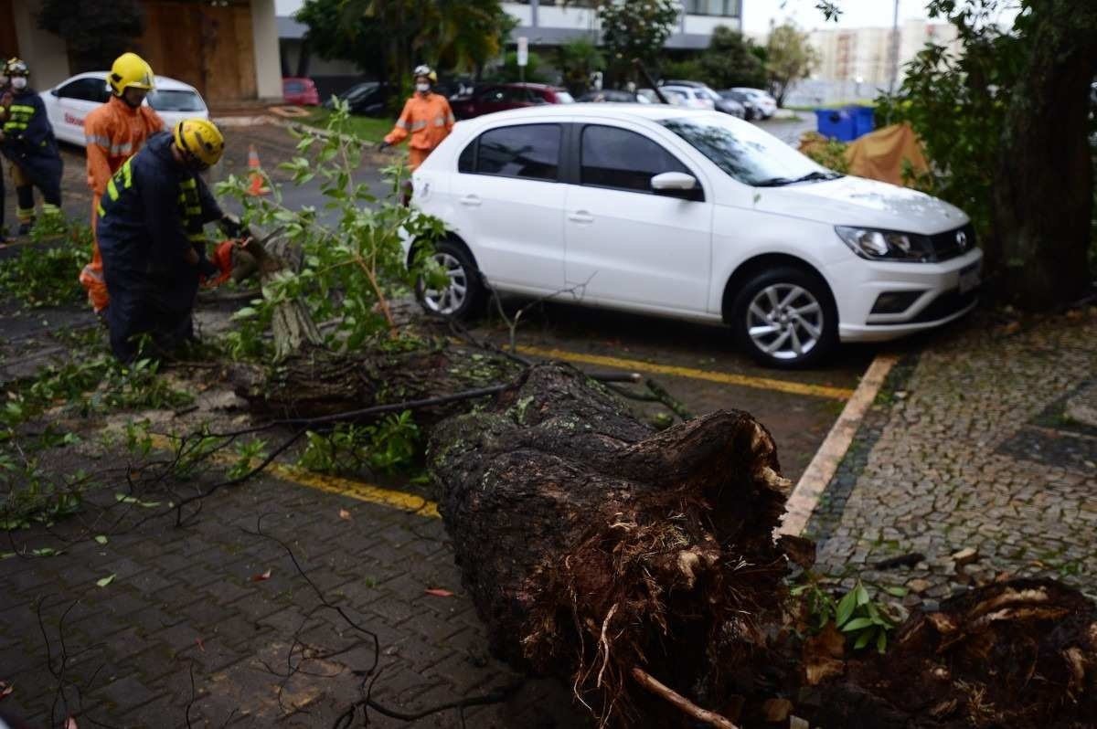  22/02/2022 Crédito: Marcelo Ferreira/CB/D.A Press. Brasil. Brasilia - DF -  Chuva em Brasília. Árvore caiu entre os carros no Sudoeste QS 02 Bloco 4