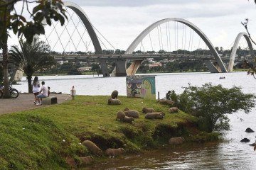 Cartão-postal de Brasília é ponto de encontro dos animais; semiaquática, a espécie tem no lago o ambiente ideal para sobreviver -  (crédito:  Minervino Júnior/CB/D.A Press)