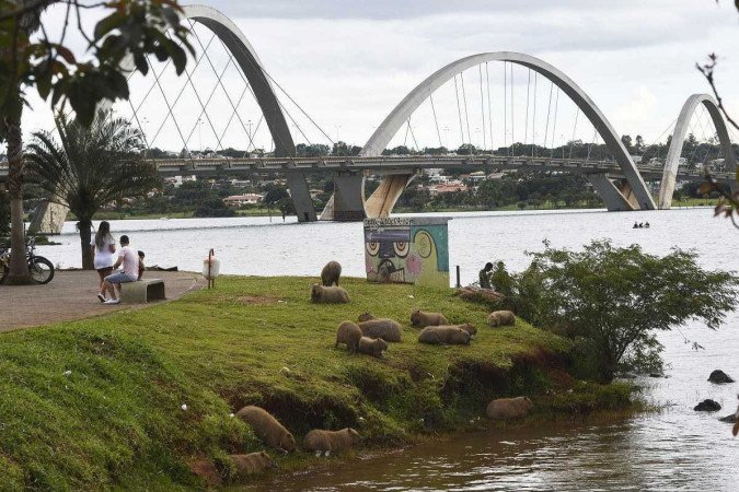 Cartão-postal de Brasília é ponto de encontro dos animais; semiaquática, a espécie tem no lago o ambiente ideal para sobreviver - (crédito: Minervino Júnior/CB/D.A Press) Cartão-postal de Brasília é ponto de encontro dos animais; semiaquática, a espécie tem no lago o ambiente ideal para sobreviver - (crédito: Minervino Júnior/CB/D.A Press)