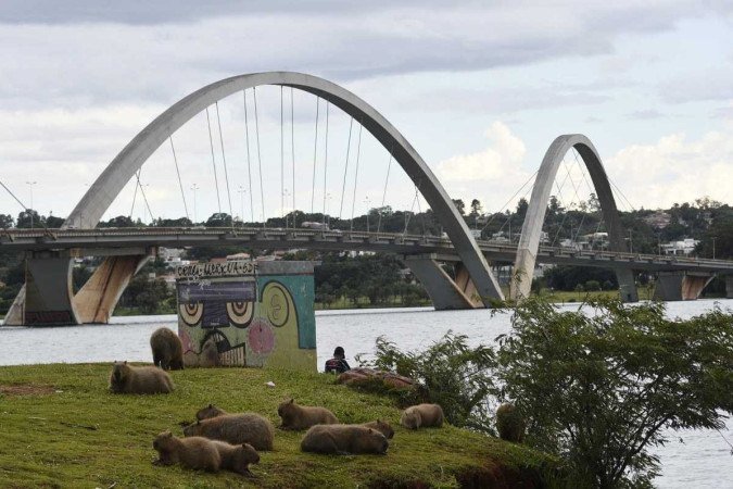 Na orla do Lago Paranoá, as capivaras convivem com os brasilienses que se refrescam