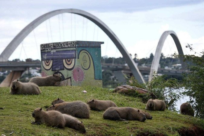 É muito comum ver capivaras andando pela orla do Lago Paranoá. As da foto foram encontradas perto da ponte JK, alheias ao movimento da cidade
