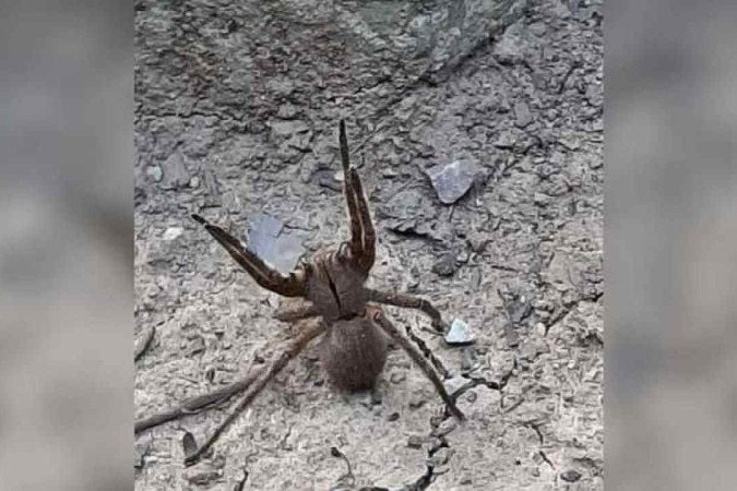 Aranha armadeira foi encontrada na Serra de Santa Helena - (crédito: Reprodução/_brigadaflorestal/Instagram) Aranha armadeira foi encontrada na Serra de Santa Helena - (crédito: Reprodução/_brigadaflorestal/Instagram)