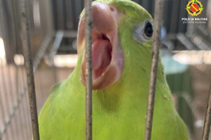  (crédito: PMDF/Divulgação)