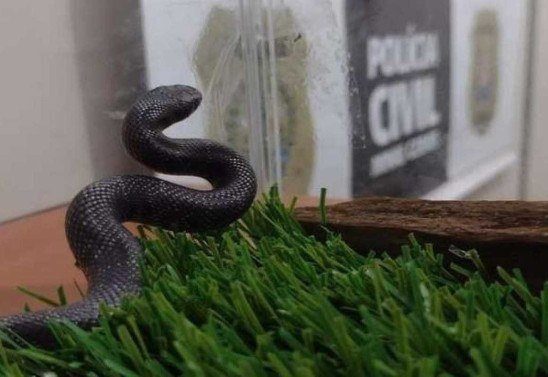 Polícia Civil/Divulgação