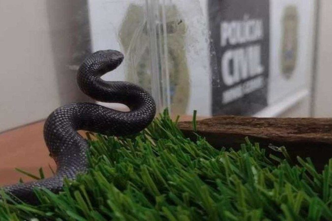 Detalhes da apreensão do animal foram divulgados pela Polícia Civil mineira nesta segunda-feira (7/3) - (crédito: Polícia Civil/Divulgação) Detalhes da apreensão do animal foram divulgados pela Polícia Civil mineira nesta segunda-feira (7/3) - (crédito: Polícia Civil/Divulgação)