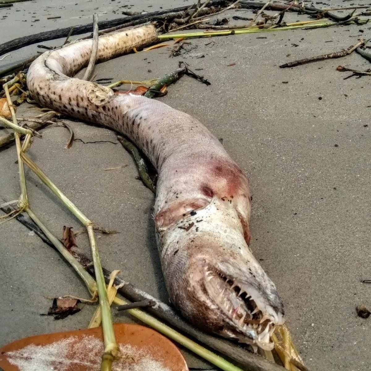 Monstro? Animal marinho gigante assusta moradores em praia de SP