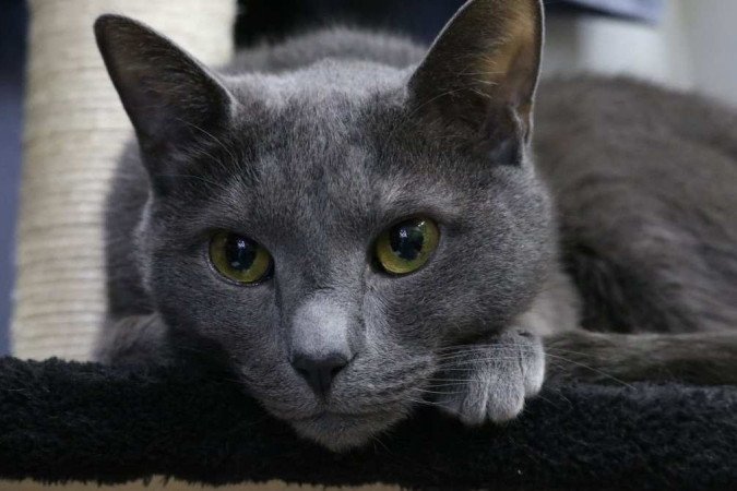 Imagem ilustrativa de um Gato Azul Russo, raça natural da cidade portuária de Arkhangelsk - (crédito: moonsword/Pixabay/Reprodução) Imagem ilustrativa de um Gato Azul Russo, raça natural da cidade portuária de Arkhangelsk - (crédito: moonsword/Pixabay/Reprodução)