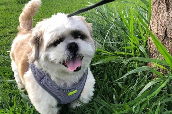 O shih-tzu Hachi costumava receber petiscos indevidos das visitas familiares, fator que aumentou o seu peso - (crédito: Arquivo pessoal) O shih-tzu Hachi costumava receber petiscos indevidos das visitas familiares, fator que aumentou o seu peso - (crédito: Arquivo pessoal)