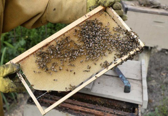  08/03/2022 Crédito: Minervino Júnior/CB/D.A Press. Brasil.  Brasilia - DF. Abelhas aficanas no cerrado, produção de mel no DF fazenda no Núcleo Rural Ponte Alta. Apicultor Andreson.