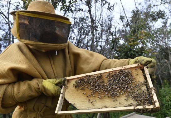  08/03/2022 Crédito: Minervino Júnior/CB/D.A Press. Brasil.  Brasilia - DF. Abelhas aficanas no cerrado, produção de mel no DF fazenda no Núcleo Rural Ponte Alta. Apicultor Andreson.