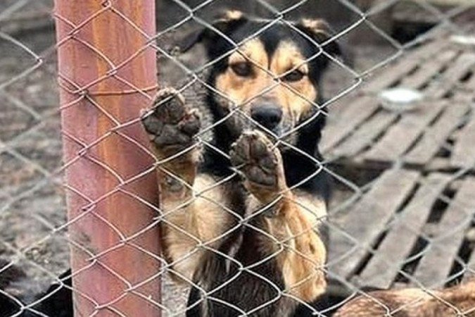Como os animais estão sendo resgatados durante a guerra na Ucrânia - (crédito: Shelter Pif) Como os animais estão sendo resgatados durante a guerra na Ucrânia - (crédito: Shelter Pif)