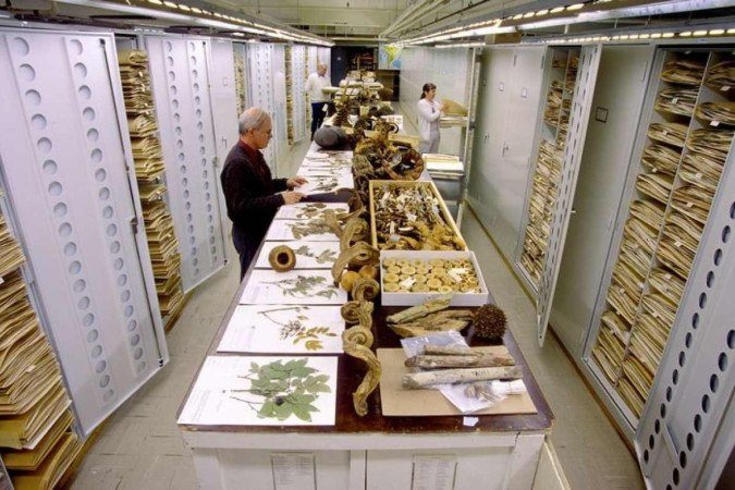 (crédito: Chip Clark/Smithsonian Museum.) (crédito: Chip Clark/Smithsonian Museum.)