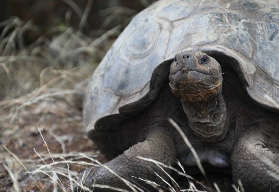  PARQUE NACIONAL GALAPAGOS / AFP