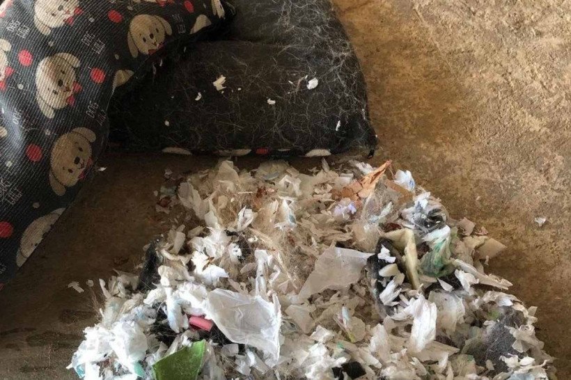 Lixo descoberto após Rock destruir a caminha. Donos se sentem revoltados 