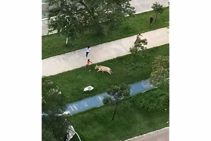  (crédito: Reprodução)