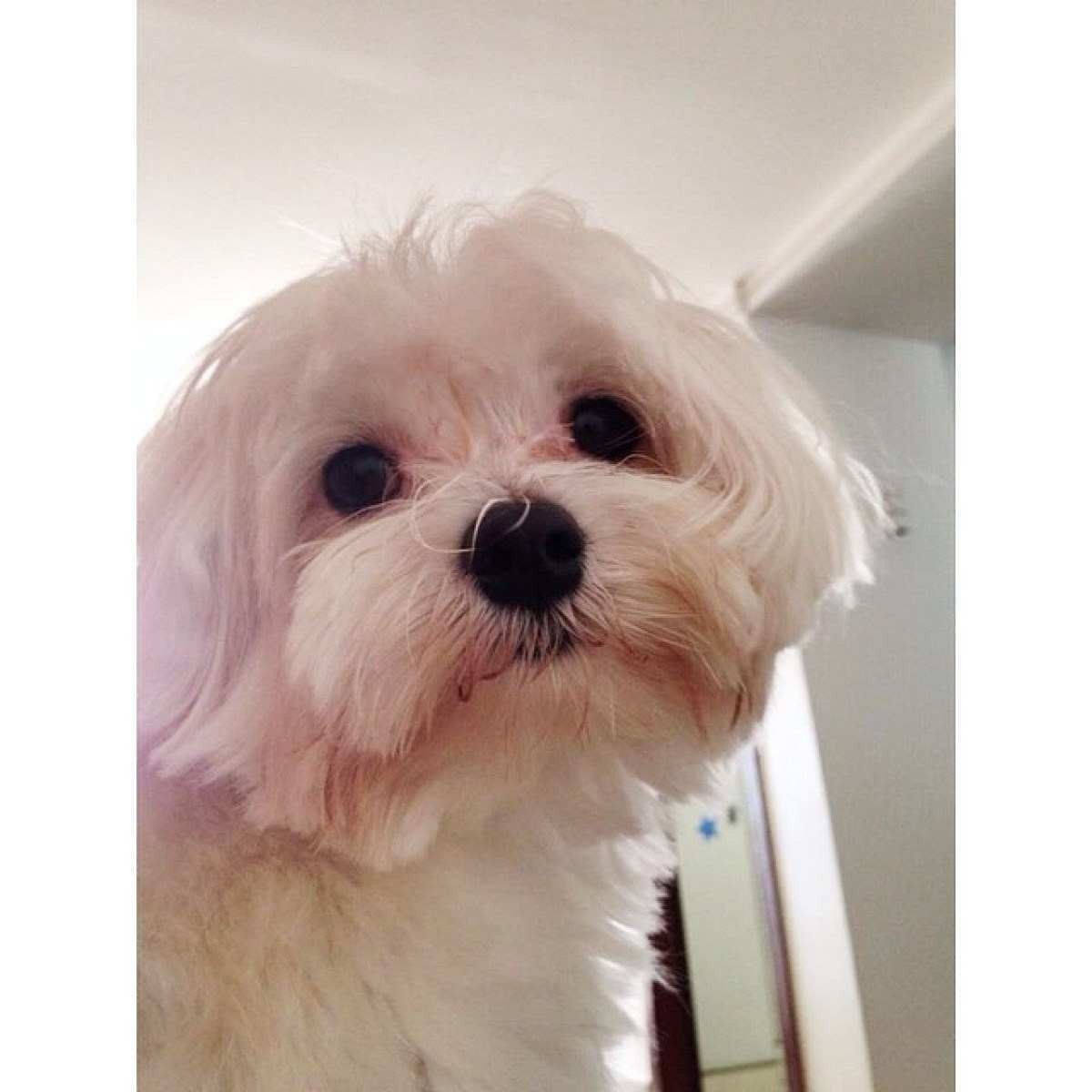 Cachorro roubado na 112 sul, na quarta-feira (16/3)