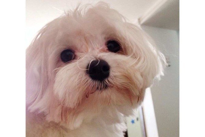 Cachorro roubado na 112 sul, na quarta-feira (16/3)