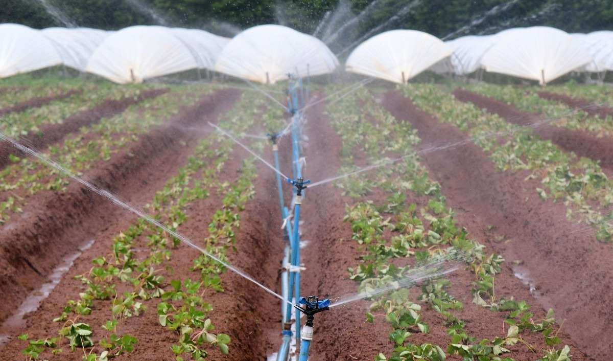 Artigo: Agricultura irrigada e sua importância estratégica na produção sustentável de alimentos