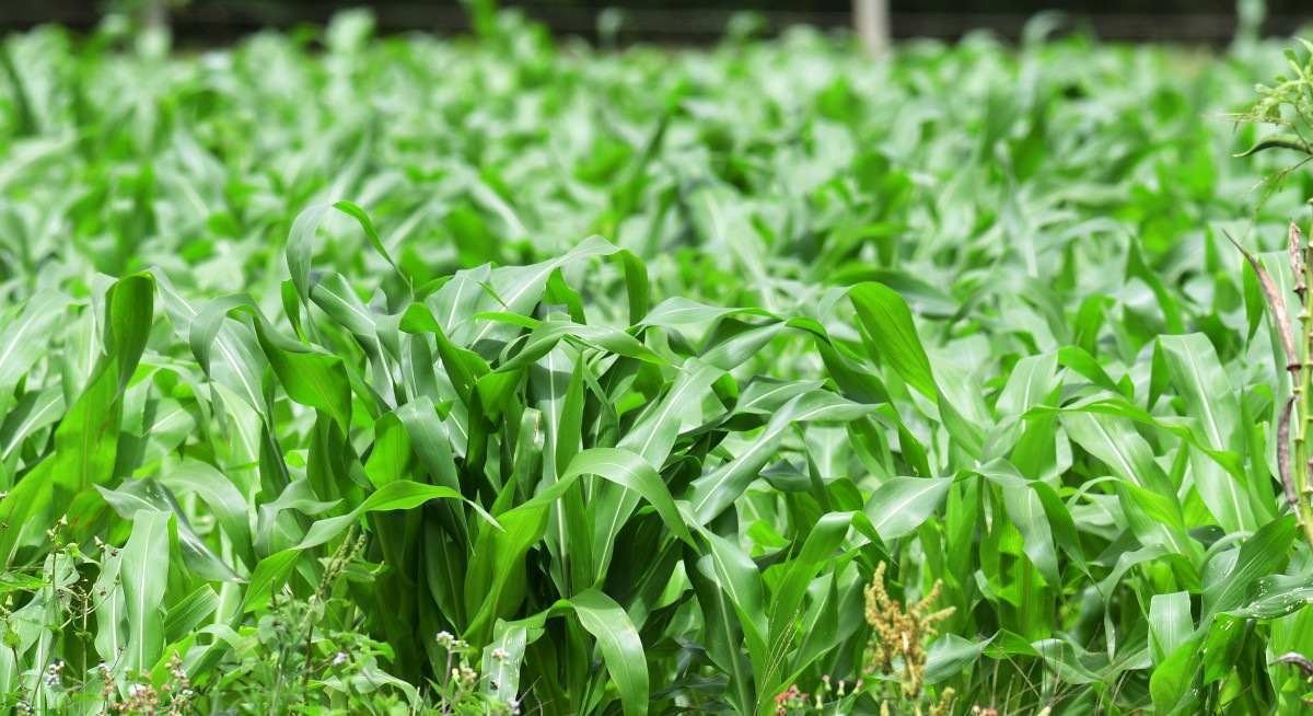 As fazendas urbanas são aquelas em que os alimentos são cultivados na cidade, próximos de onde as pessoas irão consumi-los - (crédito: Ed Alves/CB) As fazendas urbanas são aquelas em que os alimentos são cultivados na cidade, próximos de onde as pessoas irão consumi-los - (crédito: Ed Alves/CB)