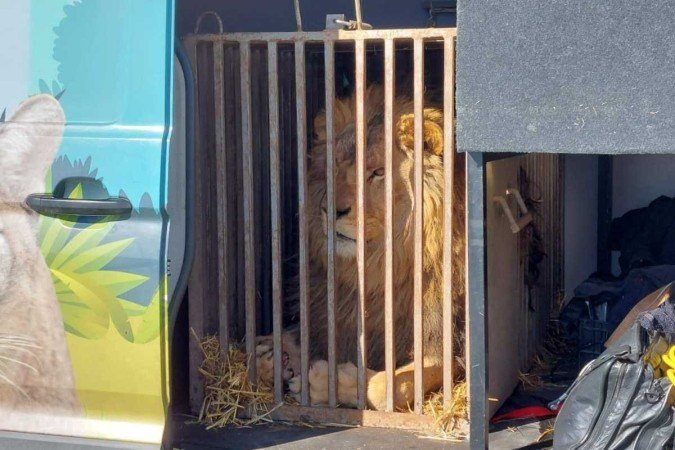 (crédito: Facebook/Stichting Leeuw) (crédito: Facebook/Stichting Leeuw)
