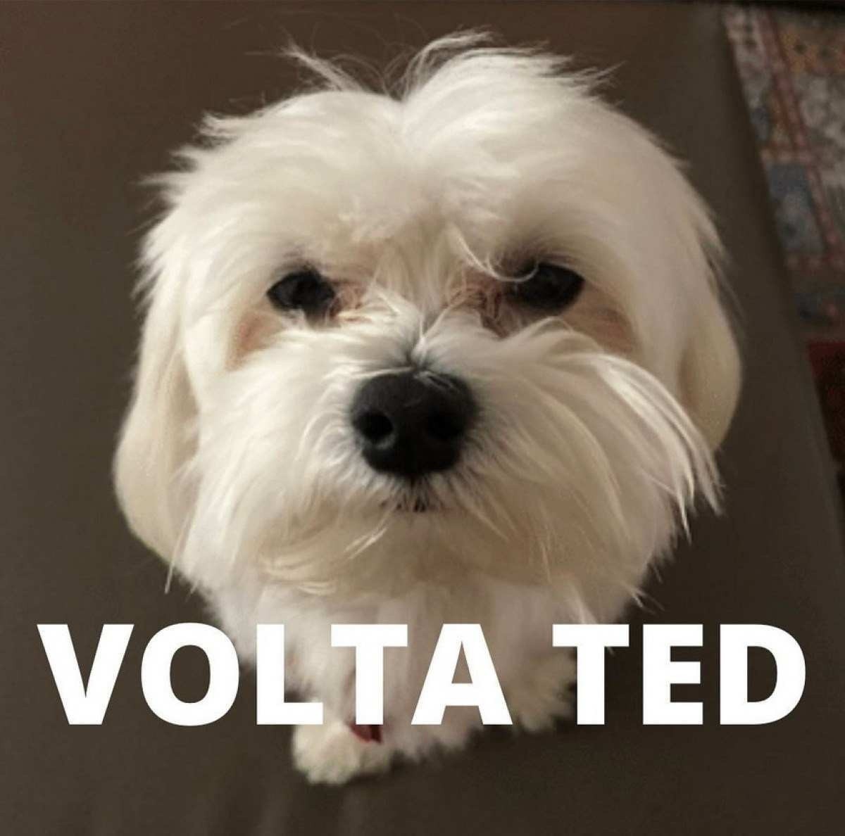 Dono de hotel escondeu o corpo do cachorro TED no estabelecimento; Animal estava morto