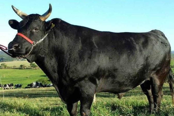 Boi Wagyu / divulgação

Ricardo Furtado 