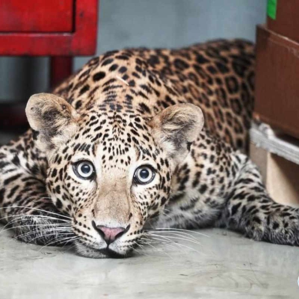 como conseguir a leopardo