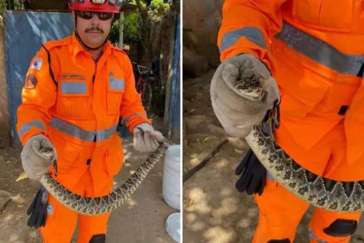 Serpentes apreendidas em Brasília já estão no Butantan