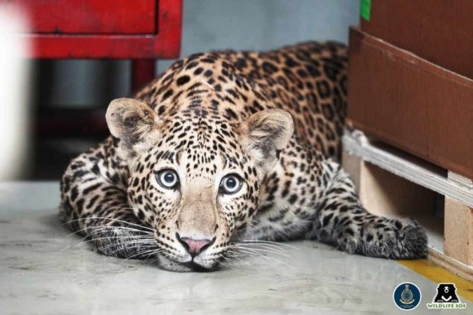 Leopard “invades” the Mercedes-Benz plant and stops production