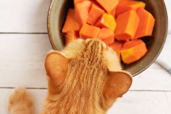 29/03/2022 - Revista do Correio - Bichos - horta para os pets - Imagem de gato comendo cenoura da Isla Sementes linha pets 