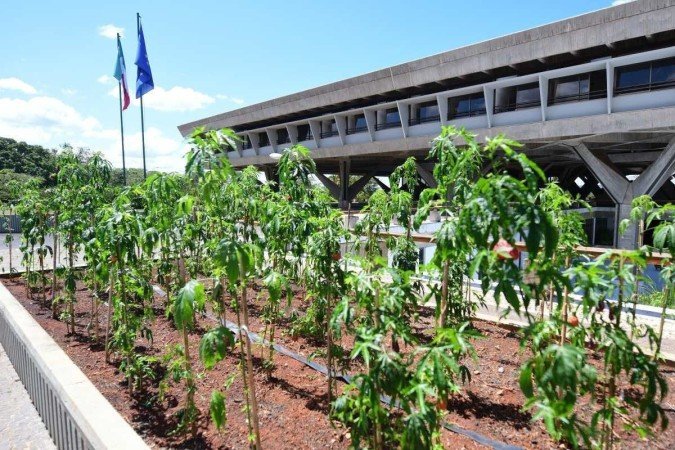 Embaixada começará a reciclar bitucas de cigarro usando tecnologia desenvolvida pela UnB

