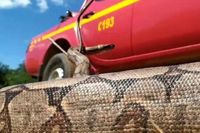 Cobra com mais de um metro entra em casa e assusta moradores em Montes  Claros