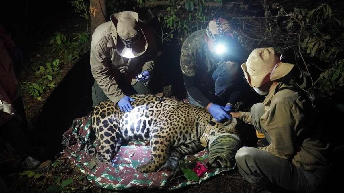 Sesc Pantanal ajuda a salvar onças-pintadas, ameaçadas de extinção  