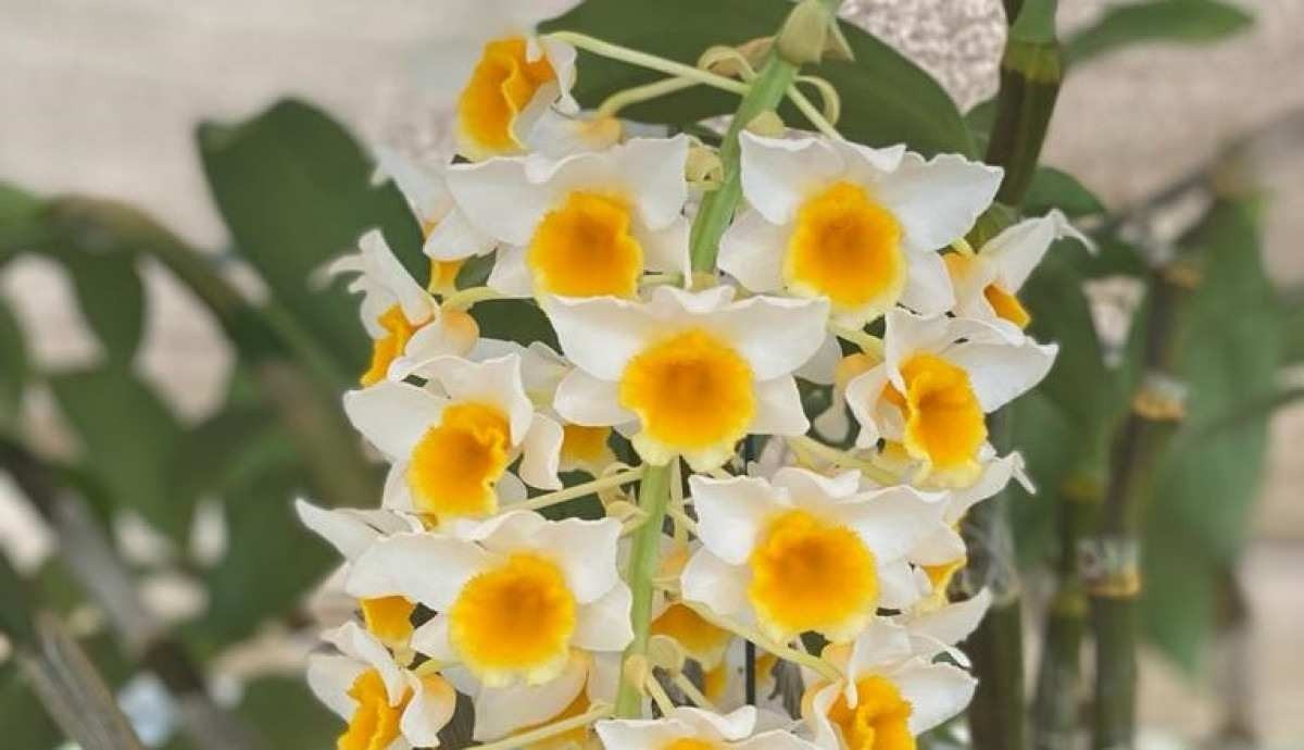 Brasília recebe exposição de orquídeas raras de 7 a 9 de abril
