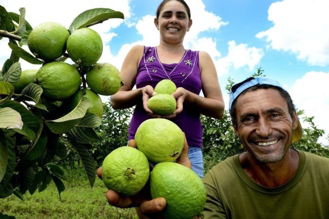 Os produtores Edson e Vanusca estão felizes por terem sido escolhidos para o evento de colheita -  (crédito:  Marcelo Ferreira/CB/D.A Press)