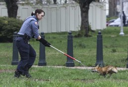 Raposa agita o Capitólio em Washington antes de ser capturada