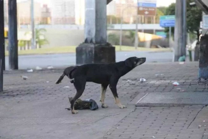 Belo Bicho Cães Gatos Acessórios