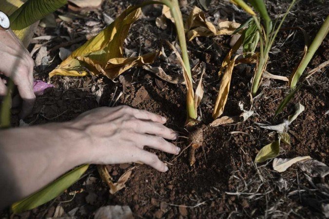  06/04/2022 Crédito: Minervino Júnior/CB/D.A Press. Brasil.  Brasilia - DF. Caderno Brasília. Horta comunitária na 114 sul. Giovanna Bitencourt(cam vermelha) e Suzana Ramos.