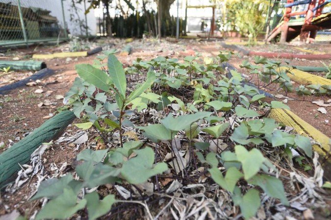  06/04/2022 Crédito: Minervino Júnior/CB/D.A Press. Brasil.  Brasilia - DF. Caderno Brasília. Horta comunitária na 114 sul. Giovanna Bitencourt(cam vermelha) e Suzana Ramos.