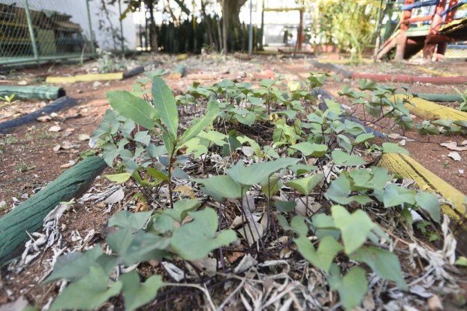  06/04/2022 Crédito: Minervino Júnior/CB/D.A Press. Brasil.  Brasilia - DF. Caderno Brasília. Horta comunitária na 114 sul. Giovanna Bitencourt(cam vermelha) e Suzana Ramos.