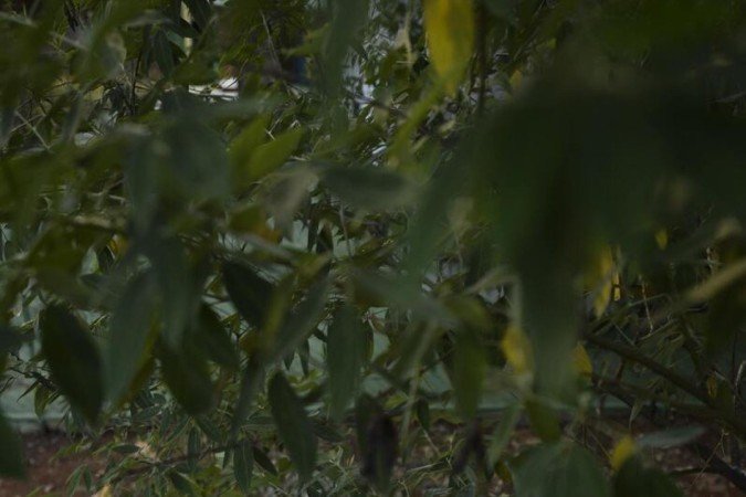  06/04/2022 CrÃ©dito: Minervino JÃºnior/CB/D.A Press. Brasil.  Brasilia - DF. Caderno BrasÃ­lia. Horta comunitÃ¡ria na 114 sul. Giovanna Bitencourt(cam vermelha) e Suzana Ramos.
      Originating 