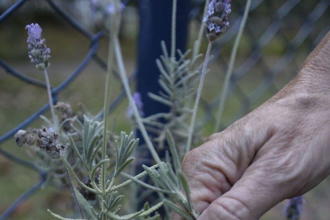  (crédito: Minervino Júnior/CB/D.A.Press)