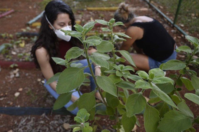  06/04/2022 Crédito: Minervino Júnior/CB/D.A Press. Brasil.  Brasilia - DF. Caderno Brasília. Horta comunitária na 114 sul. Giovanna Bitencourt(cam vermelha) e Suzana Ramos.