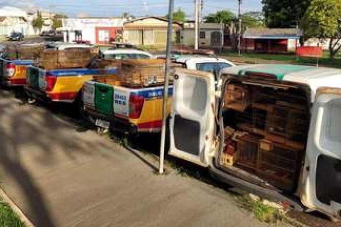 Além das 321 canários-da-terra, a PMMA de Uberaba apreendeu em chácara dois alçapões e 97 gaiolas - (crédito: PMMA de Uberaba/Divulgação) Além das 321 canários-da-terra, a PMMA de Uberaba apreendeu em chácara dois alçapões e 97 gaiolas - (crédito: PMMA de Uberaba/Divulgação)