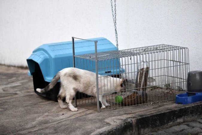 Depois de capturados, os bichinhos são  encaminhados a adoção