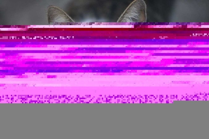  Com a pandemia, o número de animais abandonados aumentou no DF