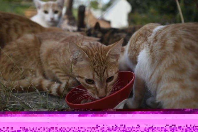 Bichanos costumam receber cuidados de moradores nos Lagos Sul e Norte de Brasília