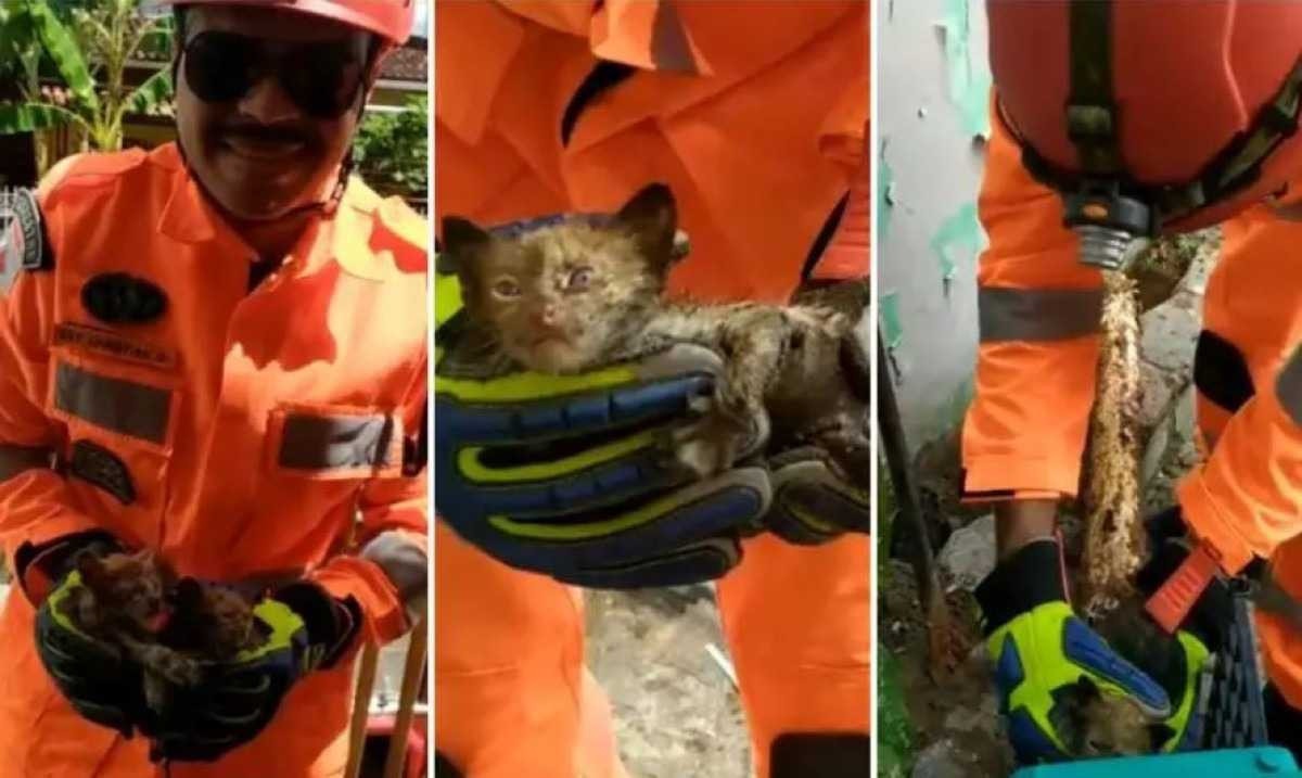 Filhotes de gatos são salvos por bombeiros dentro de tubulação