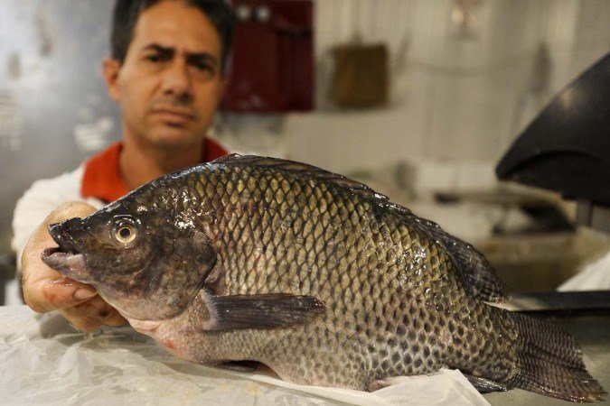 Tilápia é um dos peixes mais versáteis e não é caro